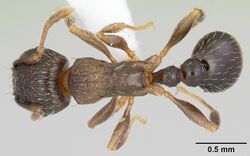 Tetramorium tsushimae casent0103102 dorsal 1.jpg