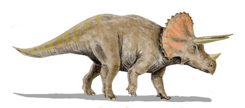 File:Triceratops BWMK.jpg