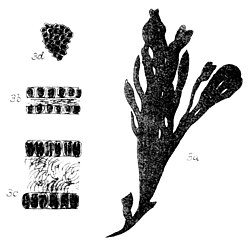 Umbraulva japonica as Letterstedtia japonica in Holmes 1896.jpg