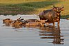 Water buffaloes bathing at sunset.jpg