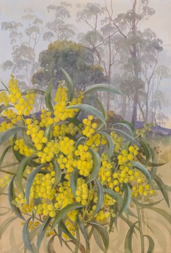 Watercolour of Acacia pycnantha Benth (Golden Wattle) by Ellis Rowan.tiff