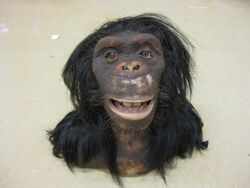 WowWee Alive Chimpanzee.jpg