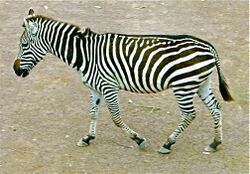 Zebra sideview.jpg