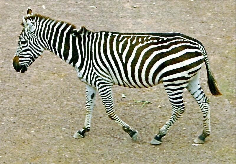 File:Zebra sideview.jpg
