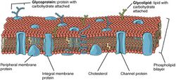 0303 Lipid Bilayer With Various Components.jpg