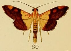 080-Agrotera semipictalis Kenrick, 1907.JPG