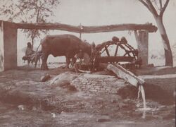 taken at Sikandra, India c1917 and titled near the time as 'A Punjab Wheel'; from photo album of Robert Victor Soper, Private, Hampshire Regiment, in India 1916-19