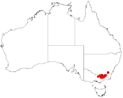 Acacia dallachianaDistMap253.png