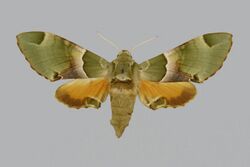 Akbesia davidi davidi, female, upperside. Turkey, Akbes.jpg