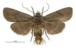 Aletia s.l. temperata male.jpg