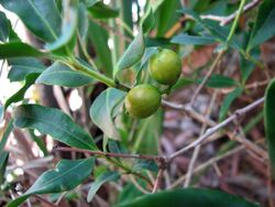 Alyxia spicata unripe fruit Kewarra 4587.jpg