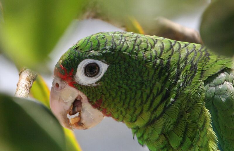 File:Amazona vittata -Iguaca Aviary, Puerto Rica-8a (2).jpg