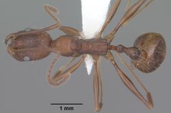 Aphaenogaster texana casent0102827 dorsal 1.jpg