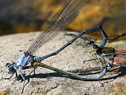 Argia moesta-mating wheel.jpg