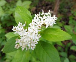 Asclepias texana.jpg