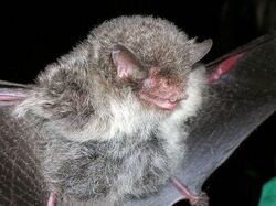 Ashy-gray tube-nosed bat.jpg