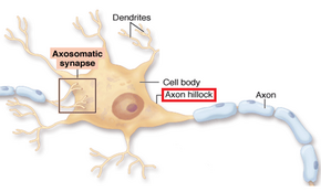 Axon Hillock.png