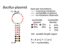 Bacillus-plasmid-RNA.svg
