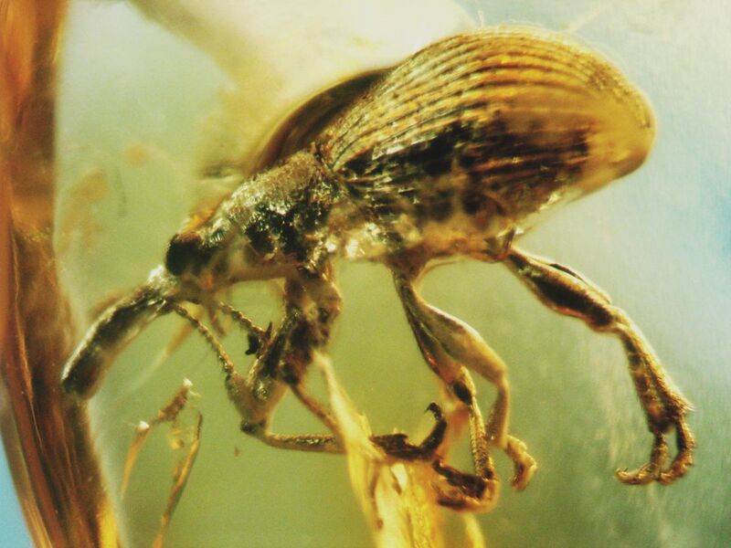 File:Baltic amber Coleoptera Brentidae Apion 3.JPG