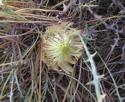 Banksia rufa.jpg