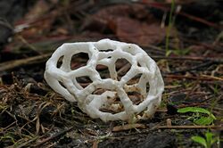 Basket fungi. (Ileodictyon cibarium) (34047210845).jpg