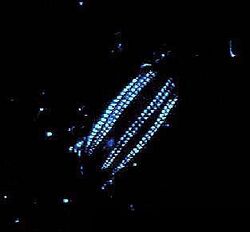 Bioluminescence emitted by comb jelly of genus Euplokamis.jpg