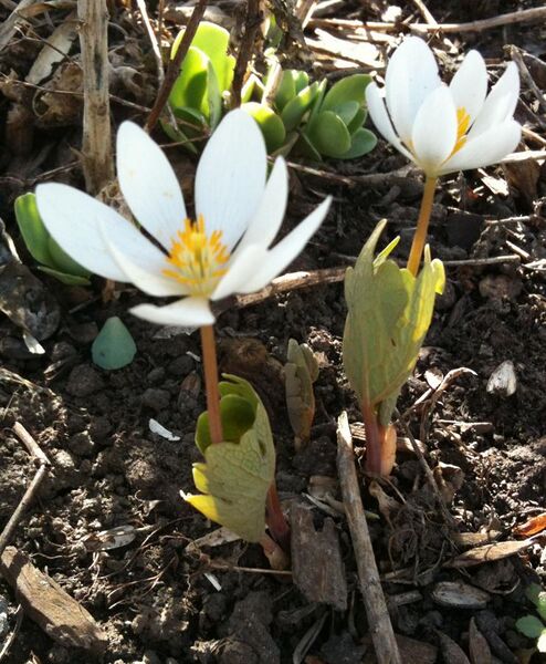 File:Bloodroot-apr-2010-clasping-leaves.jpg