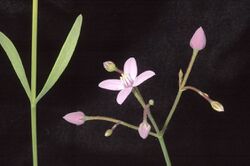 Boronia dichotoma.jpg