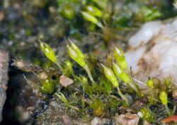 Bruchia flexuosa (bruchia moss) (6889486398).jpg