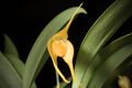 Bulbophyllum ankylochele J.J.Verm., Orchid Monogr. 7- 152 (1993) (25203193447).jpg