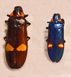 Buprestidae - Megaloxantha bicolor.JPG