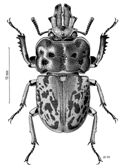 COLE Lucanidae Ryssonotus nebulosus.png