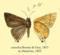 Caerulea in Menetries1855.jpg