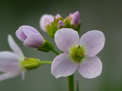 Cardamine pratensis.jpg