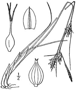 Carex oligosperma BB-1913.png