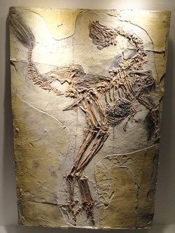 Caudipteryx zoui, feathered dinosaur plate, Early Cretaceous, Yixian Formation, Liaoning, China - Houston Museum of Natural Science - DSC01866.JPG