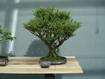 Chamaecyparis Pisifera bonsai.JPG