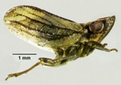 Conosimus baenai Female, Lateral View.jpg