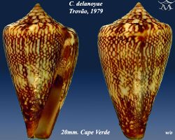 Conus delanoyae 4.jpg