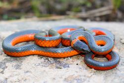 Coral-belly Ringneck Snake (Diadophis punctatus ssp. pulchellus).jpg