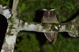 Crested Owl - Lophostrix cristata.jpg