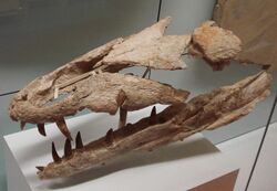Dakosaurus maximus.JPG