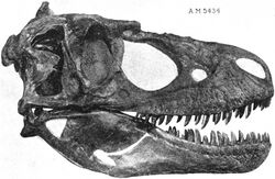 Daspletosaurus torosus skull FMNH.jpg