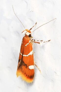Day 158 - Suzuki's Promolactis Moth - Promolactis suzukiella, Woodbridge, Virginia.jpg