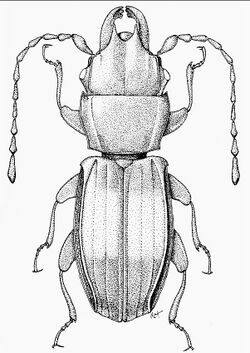 Deinophloeous sheilae habitus.jpg