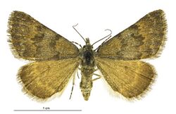 Dichromodes simulans female.jpg