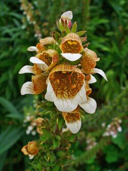 Digitalis lanata 004.JPG