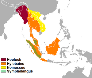 Distribución hylobatidae.png