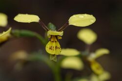 Diuris praecox - Flickr 003.jpg