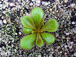 Drosera bulbosa 001.JPG